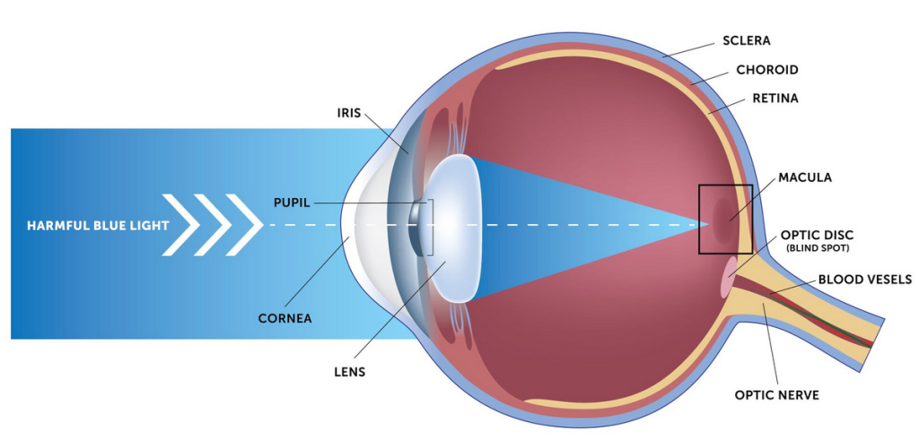 How To Improve Your Vision & Restore Your Eyesight